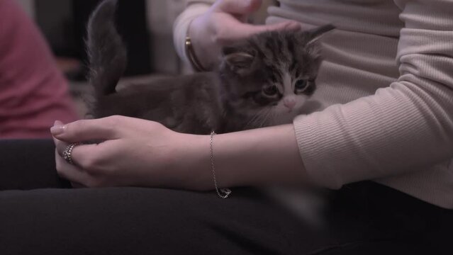 Small Kitten