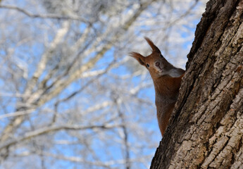 Tamiasciurus hudsonicus squirrel on a branch, winter. On a sunny frosty winter day. White snow. Blue sky. Wiewiórka w zimowy dzień, śnieg, błękitne niebo  © Barbara
