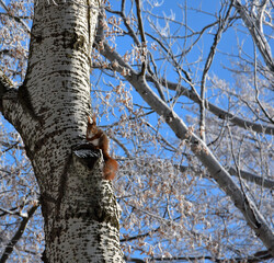 Tamiasciurus hudsonicus squirrel on a branch, winter. On a sunny frosty winter day. White snow. Blue sky
Wiewiórka w parku, lesie na drzewie w zimie. Słoneczny zimowy dzień