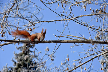 Tamiasciurus hudsonicus squirrel on a branch, winter. On a sunny frosty winter day. White snow....