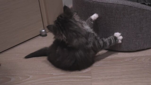 Small Kitten