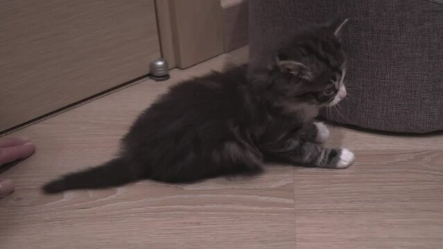 Small Kitten