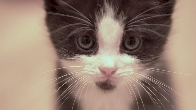 Small Kitten