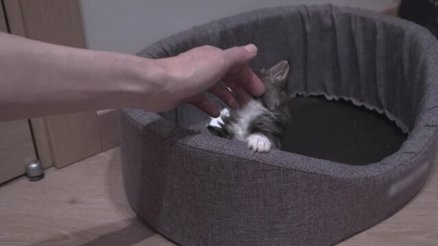 Small Kitten
