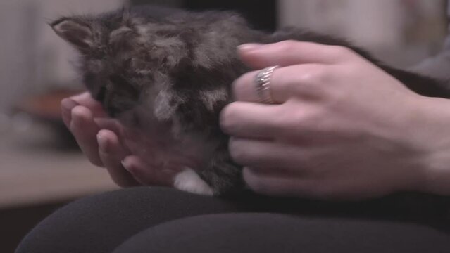 Small Kitten