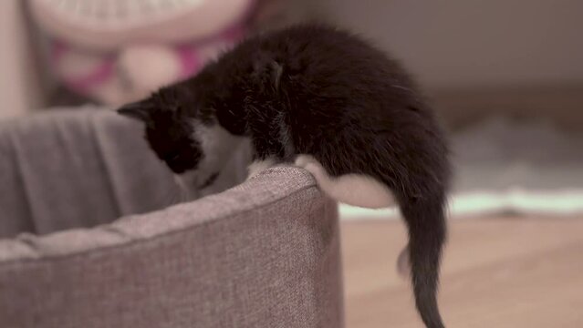Small Kitten