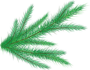 Branches of a christmas tree