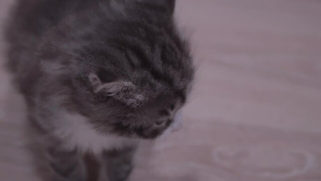 Small Kitten