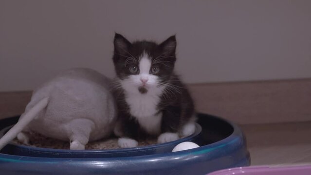 Small Kitten
