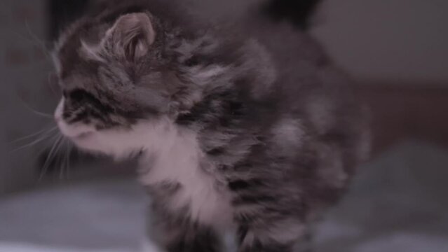Small Kitten