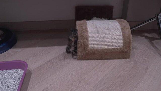 Small Kitten