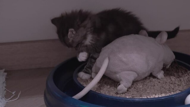 Small Kitten