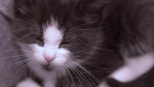 Small Kitten
