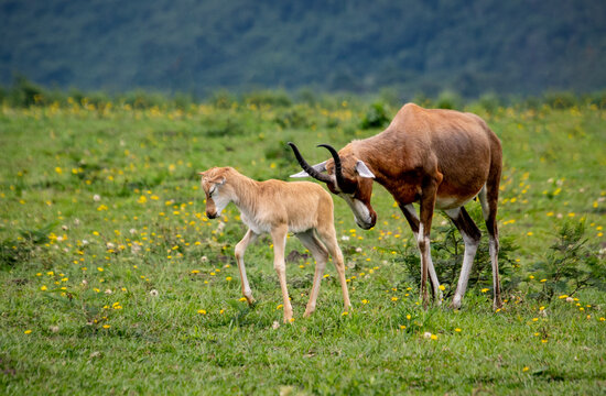 blesbuck and calf 