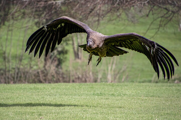 Condor Flying
