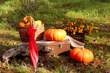  Autumn composition: a basket with bright pumpkins on a checkered plaid on an old suitcase, orange pumpkins nearby, bouquets of flowers, a red umbrella among the autumn forest