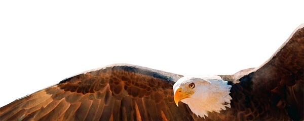 PNG illustration with a transparent background digital portrait painting of a bald eagle wings spread in flight