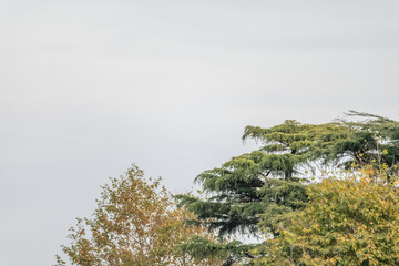 Autumn forest view Istanbul Turkey. Beautiful autumn in the mountain forest. Autumn mountain forest landscape. mountain panorama. Autumn in mountains mixed pine sycamore tree forest
