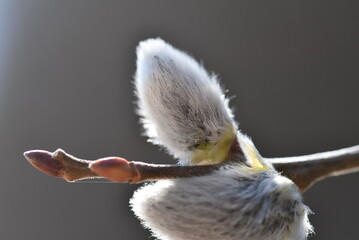 willow branch with buds © FranzPeter