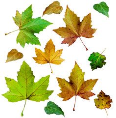 Green brown and red autumn leaves isolated on white