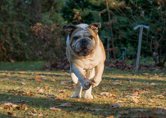 Purebred English bulldog playing in the park with leafs in autumn. Happy puppy dog running, playing and posing.