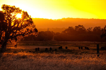Australian sunset 