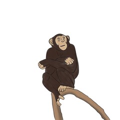 Illustration d’un mammifère brun et beige. Ce singe est assis sur une branche. Cet animal sauvage qu’on peut retrouver dans un  zoo est drôle et mignon. 