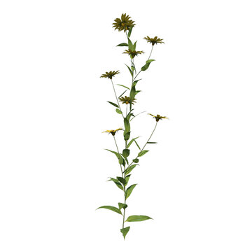 Front view Plant Flower (small woodland sunflower Helianthus microcephalus 1) Tree png