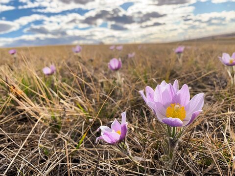 spring crocus flowers