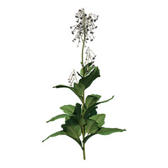 Front view of Plant Flower ( Nicotiana sylvestris tobacco plant 1) Tree png 