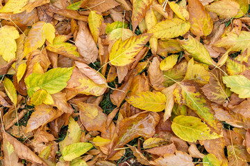 Leaves falling from trees in the fall. Yellow leaves, leaf litter.