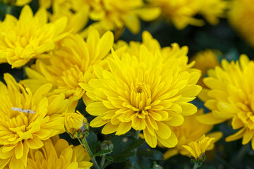 beautiful bushes of yellow chrysanthemum flowers
