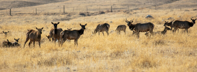 A Tule Elk Herd in a dry grassy Meadow