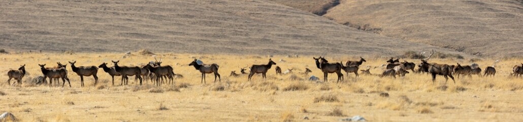 Fototapeta na wymiar A Tule Elk Herd in a dry grassy Meadow