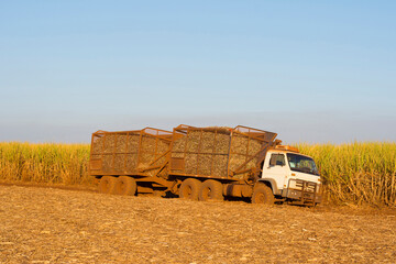 Sugar cane truck on the road