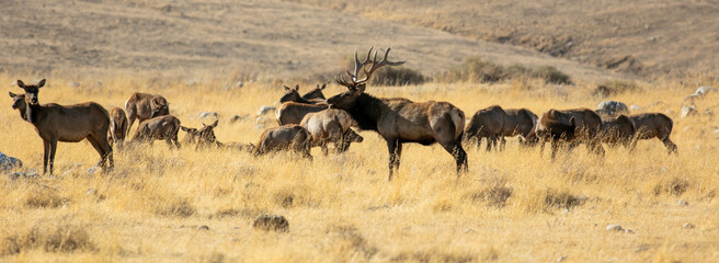 A Tule Elk Herd in a dry grassy Meadow With. Bull
