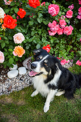 Border collie is sitting in the bush with roses. Autumn photoshooting in park.