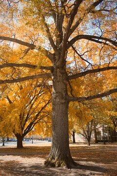 Fall Tree At Purdue University