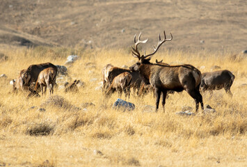Naklejka na ściany i meble A Tule Elk Herd in a dry grassy Meadow