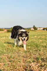 Naklejka na ściany i meble Border collie is running in the grass. He is so crazy dog on trip.