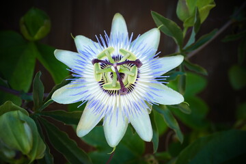   passiflora, passionflower