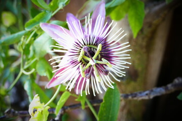  passiflora, passionflower