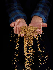 Lentils grains in hands on a dark background. Hands of man pour grain of lentils. Close-up