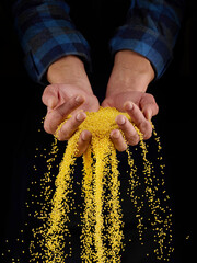 Millet grains in hands on a dark background. Hands of man pour grain of millet. Close-up.