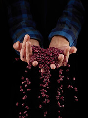 Red bean grains in hands on a dark background. Hands of man pour grain of red bean. Close-up