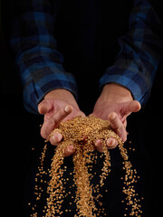 Buckwheat grains in hands on a dark background. Hands of men pour grain of buckwheat. Close-up