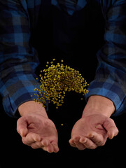 Green bean mush grains in hands on a dark background. Hands of men pour grain of green bean mush. Close-up