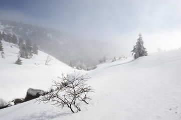 Snow covered trees, view of the valley with fog, Krkonoše, Czech Republic