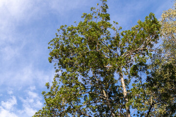 Trees and leaves isolated with blue sky in the background. Itaipava, Rio de Janeiro, Brazil