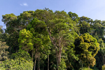 Obraz premium Atlantic forest and rainforest. Row of trees and bushes. Blue sky background. Itaipava, Rio de Janeiro, Brazil
